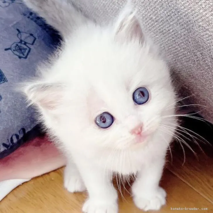 ID:2210-03050の子猫