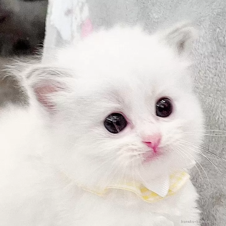 ID:2404-02936の子猫