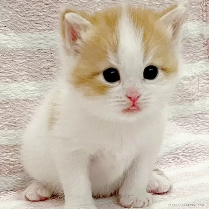 ID:2403-00334の子猫