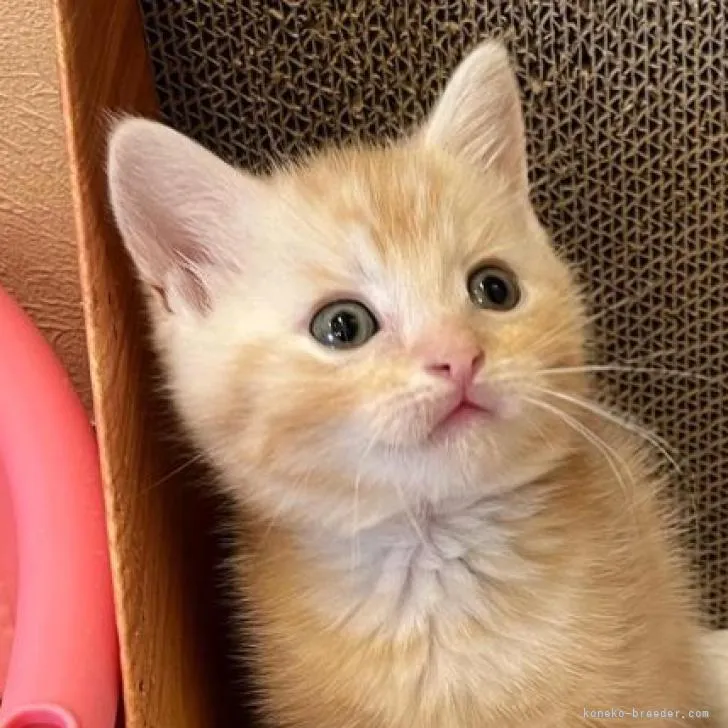 ID：2206-03249の子猫