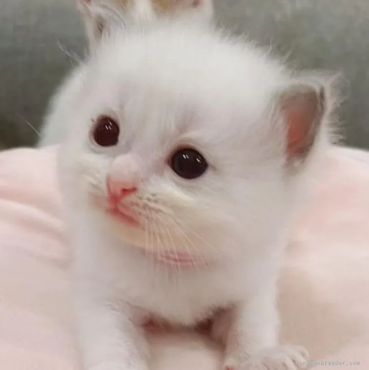 ID:2210-03051の子猫