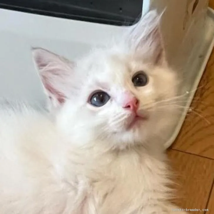 ID:2207-01510の子猫