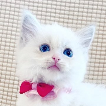 ラグドール【福島県・女の子・2024年6月15日・ブルーリンクスポイントバイカラー】の写真「パパ外産　深いブルーの瞳が魅力的な女の子⭐️」