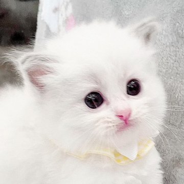 ラグドール【福島県・男の子・2024年3月27日・ブルーポイントバイカラー】の写真「パパ猫さん外産💖深い深いブルーの瞳の男の子♪」