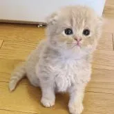 ミヌエット(長足)【福島県・男の子・2022年7月29日・クリーム】の写真1