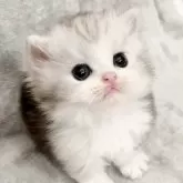 ミヌエット(短足)【福島県・男の子・2024年4月7日・シルバータビー&ホワイト】の写真1