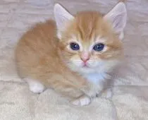 ラグドール×マンチカン(短足)【福島県・男の子・2021年10月26日・レッドマッカレルダビー&ホワイト】の写真1