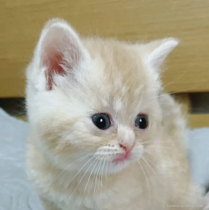 ID:2206-03242の子猫