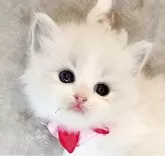 ラグドール【福島県・女の子・2024年3月27日・ブルーリンクスポイントバイカラー】の写真2