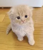 ミヌエット(長足)【福島県・男の子・2022年7月29日・クリーム】の写真2