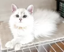 マンチカン(長足)【福島県・女の子・2025年6月27日・ブルーリンクスポイントバイカラー】の写真5