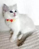 ラグドール【福島県・女の子・2025年8月8日・ブルーリンクスポイントバイカラー】の写真8