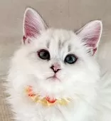 マンチカン(長足)【福島県・女の子・2025年6月27日・ブルーリンクスポイントバイカラー】の写真6