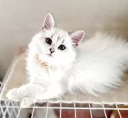 マンチカン(長足)【福島県・女の子・2025年6月27日・ブルーリンクスポイントバイカラー】の写真7