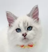 マンチカン(長足)【福島県・女の子・2025年6月27日・ブルーリンクスポイントバイカラー】の写真2