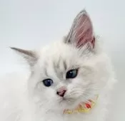 マンチカン(長足)【福島県・女の子・2025年6月27日・ブルーリンクスポイントバイカラー】の写真4