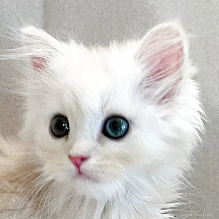 ID:2508-01186の子猫