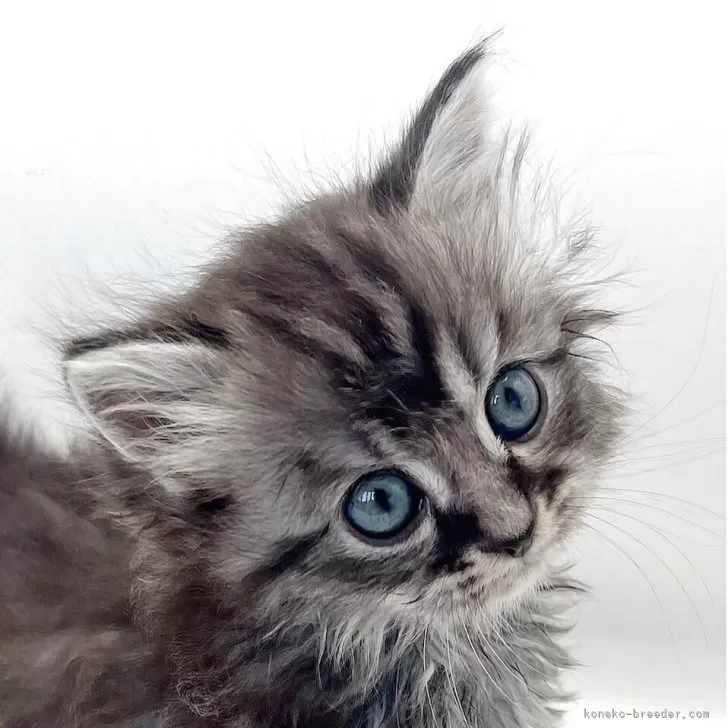 マンチカン(長足)【福島県・男の子・2025年10月11日・シルバータビー】の写真1