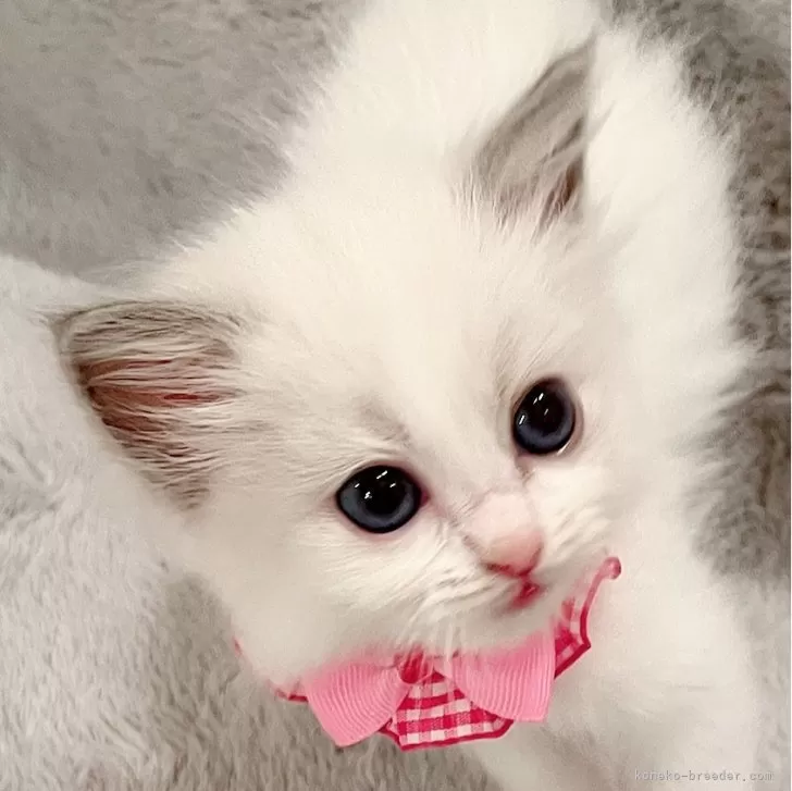 ID:2503-02694の子猫