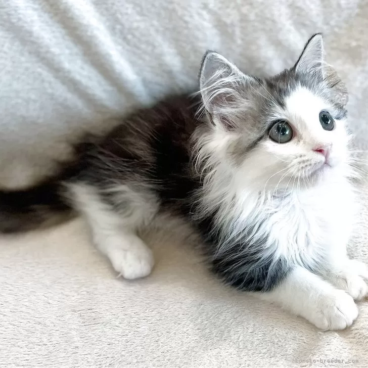 ID：2507-01159の子猫