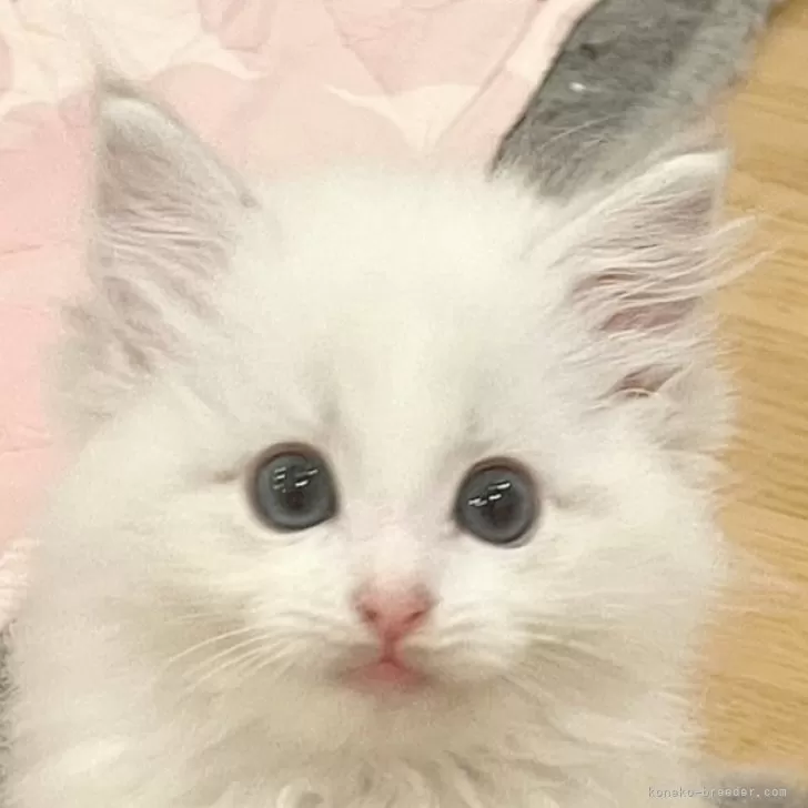 Y.M 様のお迎えした子猫