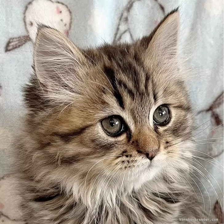 ID：2501-00198の子猫