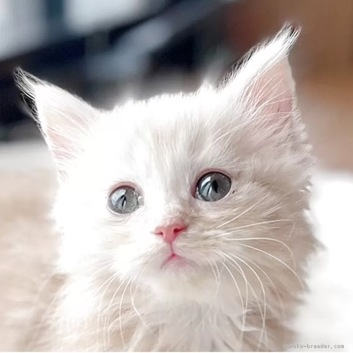 ID:2509-00485の子猫