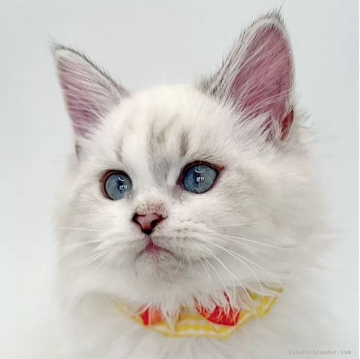 マンチカン(長足)【福島県・女の子・2025年6月27日・ブルーリンクスポイントバイカラー】の写真1