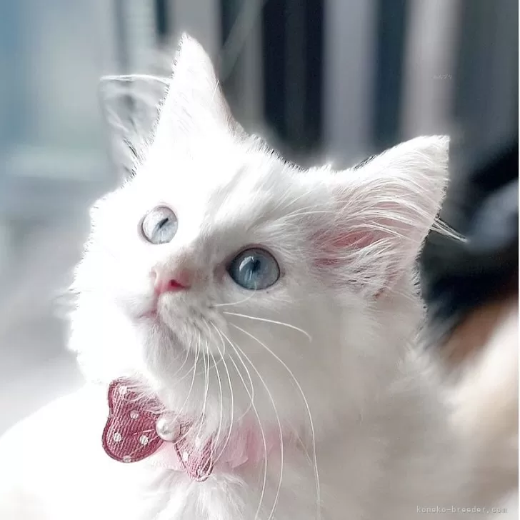 マンチカン(長足)【福島県・女の子・2025年7月24日・クリームポイントバイカラー】の写真1