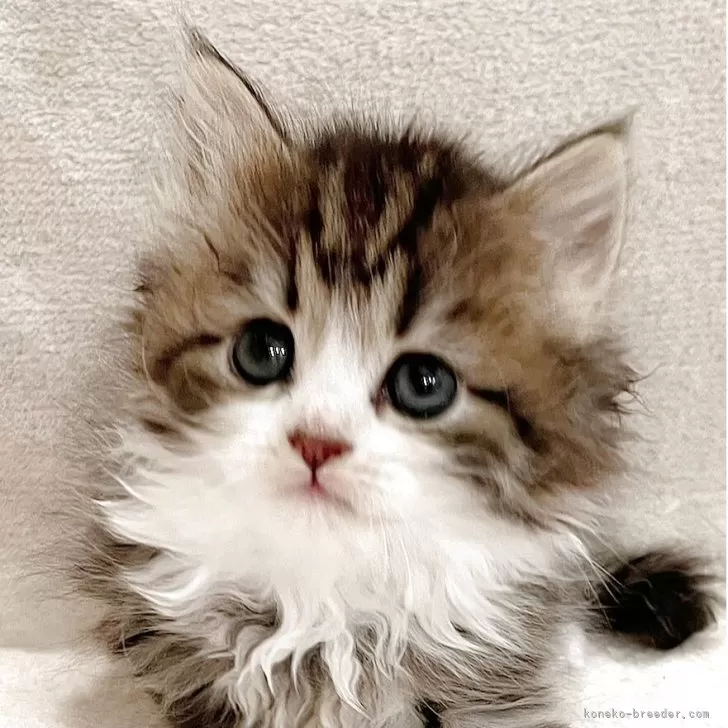 ID：2506-00286の子猫