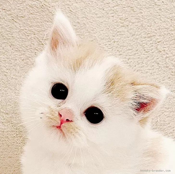りっつ 様のお迎えした子猫