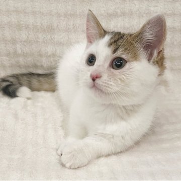 ミヌエット(短足)【福島県・男の子・2025年9月8日・ブラウンタビー&ホワイト（ショート）】の写真「つぶらな瞳が可愛い王子様💫⭐︎」