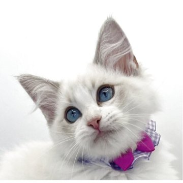 ラグドール【福島県・女の子・2025年8月8日・ブルーリンクスポイントバイカラー】の写真「パパ外産🐱サファイア色の瞳が美しい女の子💫⭐︎」