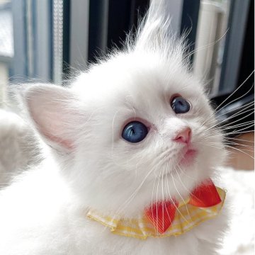 ラグドール【福島県・女の子・2025年8月8日・ブルーリンクスポイントバイカラー】の写真「パパ外産🐱サファイア色の瞳が美しい女の子💫⭐︎」