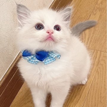 ラグドール【福島県・男の子・2025年2月20日・ブルーポイントバイカラー】の写真「パパ猫外産🐱ྀི深くブルーの瞳が綺麗な男の子💎」
