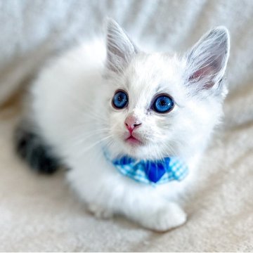 ラグドール【福島県・男の子・2025年5月26日・ブルーリンクスポイントバイカラー】の写真「パパ猫外産🐱サファイア色の瞳が魅力的な子猫♬.*」