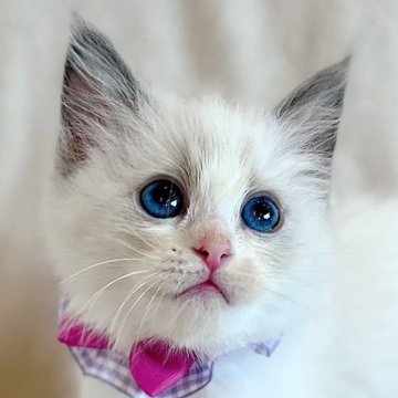 ラグドール【福島県・男の子・2025年6月26日・ブルーポイントバイカラー】の写真「ブルーの瞳が魅力的な男の子*:.:♬🌟*」