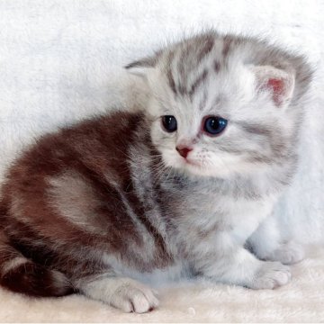 マンチカン(長足)【福島県・女の子・2025年11月18日・シルバーパッチドタビー（ショート）】の写真「困ったような瞳が可愛い女の子☆。.:＊・゜」