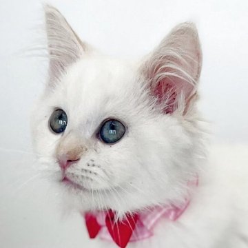 マンチカン(長足)【福島県・女の子・2025年7月24日・クリームポイントバイカラー（セミロング）】の写真「透き通るような青い瞳の女の子💫⭐︎」