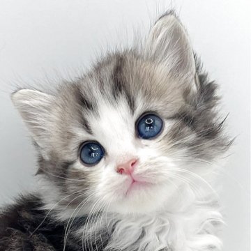 マンチカン(長足)【福島県・男の子・2025年10月11日・ブラウンタビー&ホワイト（セミロング）】の写真「キュルルンお目々が可愛い男の子☆。.:＊・゜」