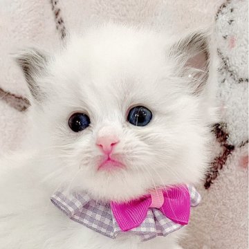 ラグドール【福島県・女の子・2025年1月29日・ブルーポイントバイカラー】の写真「パパ外産🐱ྀི瞳がキレイな女の子🍀︎✨」