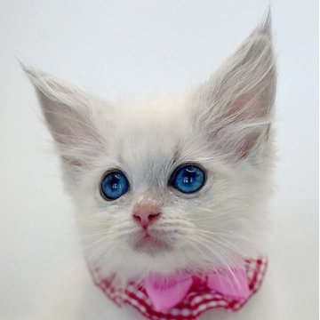 ラグドール【福島県・女の子・2025年8月8日・ブルーリンクスポイントバイカラー】の写真「パパ猫外産♥サファイア色の瞳が美しい女の子✨」