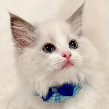 ラグドール【福島県・男の子・2025年1月29日・ブルーポイントバイカラー】の写真「パパ猫外産🐱ྀིブルーの瞳が魅力的な男の子💎」