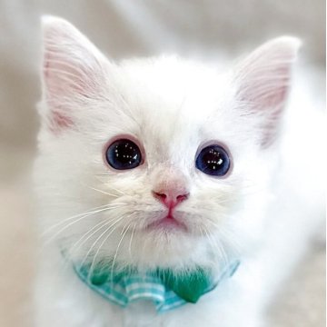 ラグドール【福島県・男の子・2025年5月26日・クリームリンクスポイントバイカラー】の写真「パパ猫外産🐱レアカラー優しい毛色の男の子💎」