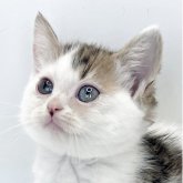 ミヌエット(短足)