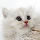 ミヌエット(長足)