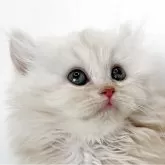 ミヌエット(長足)