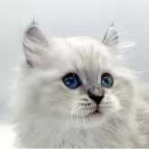 ミヌエット(長足)