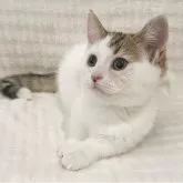 ミヌエット(短足)