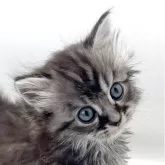 マンチカン(長足)